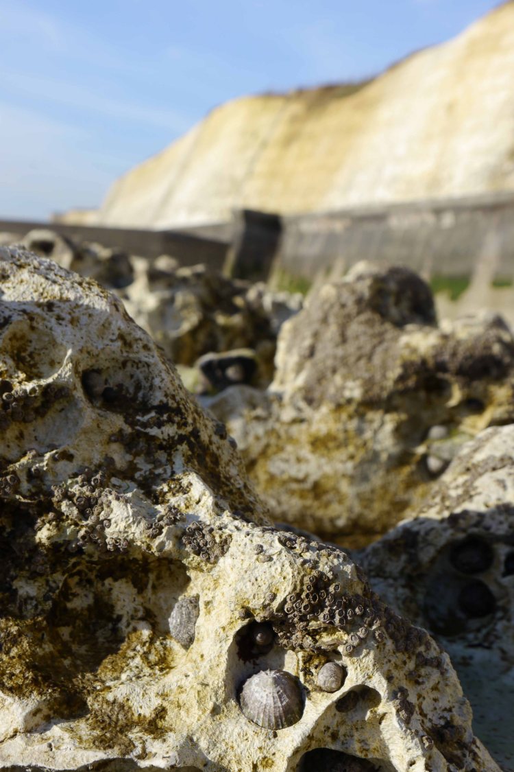 Coast East Sussex II