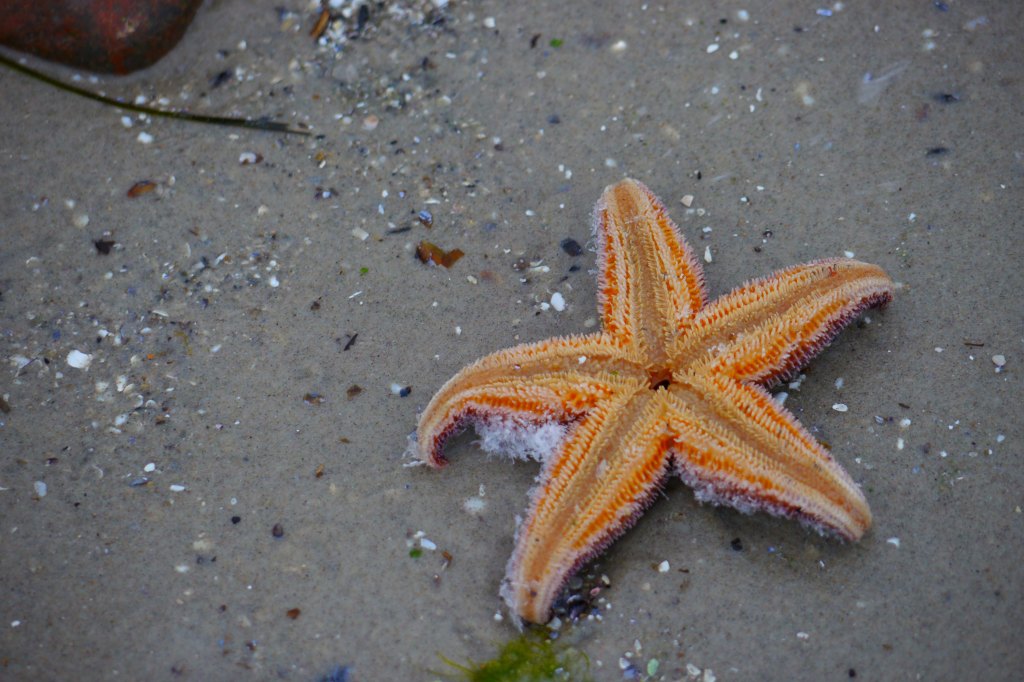Sea Stars