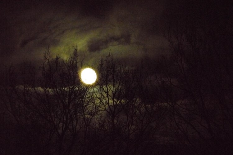 Calling The Werewolf?