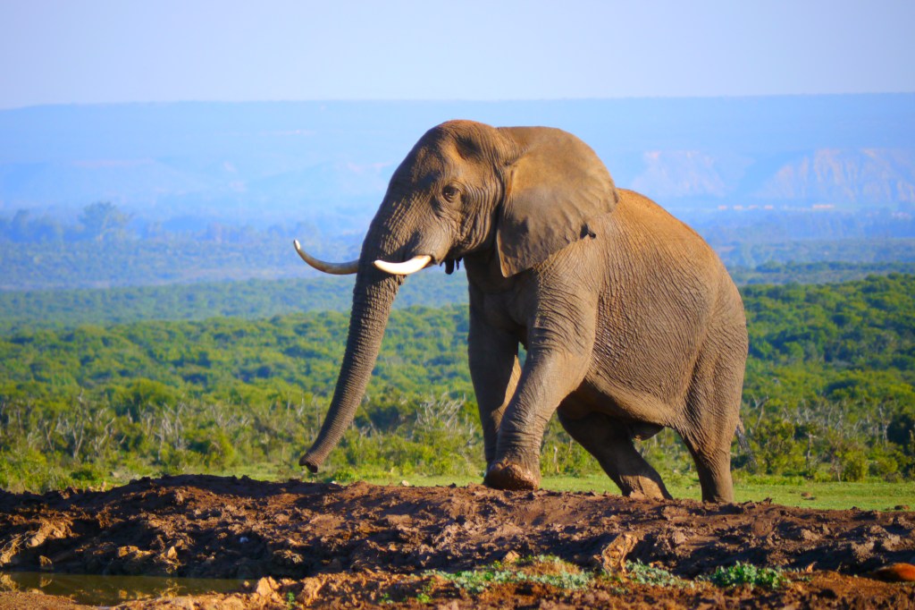 Day 8: Elephants&nbsp;again