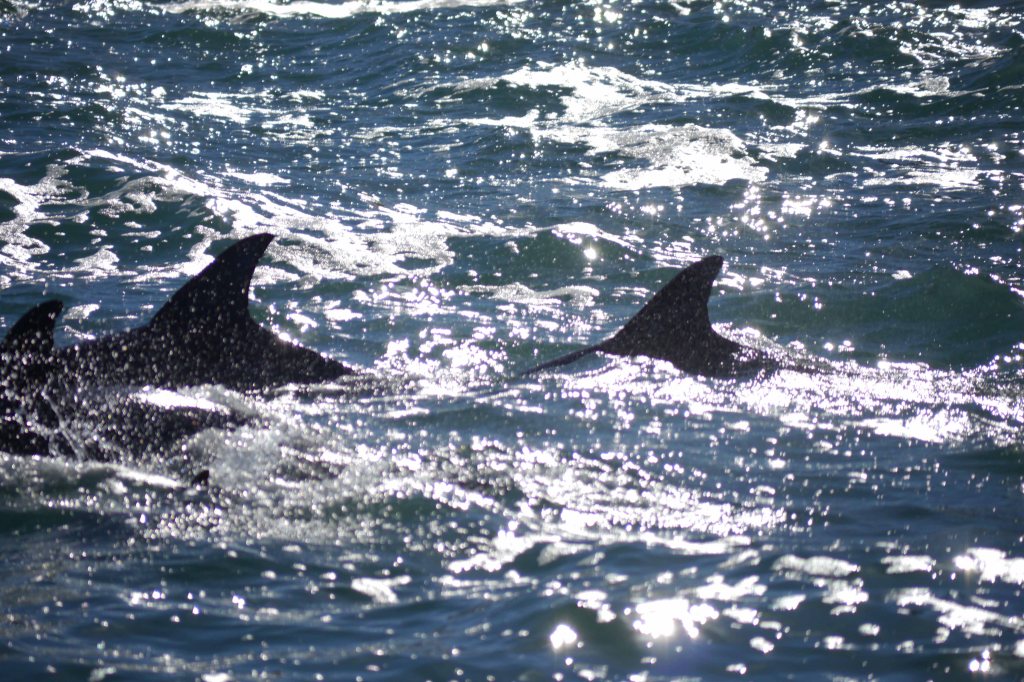 Day 41: Whale watching without&nbsp;whales