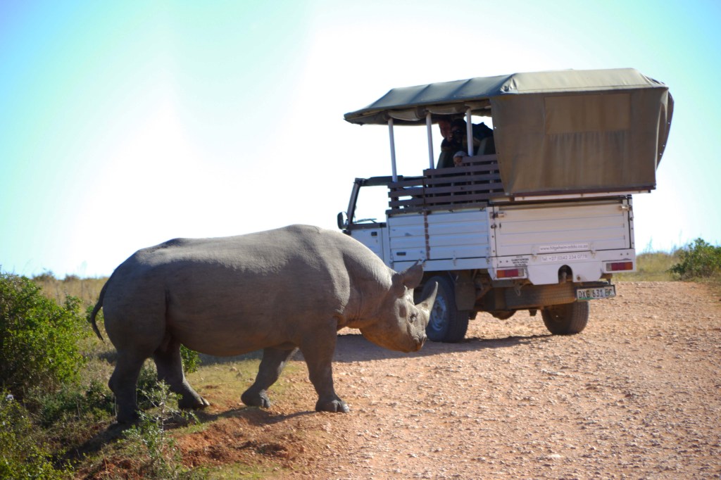 Day 54 to 56: The lion, the rhino and&nbsp;I