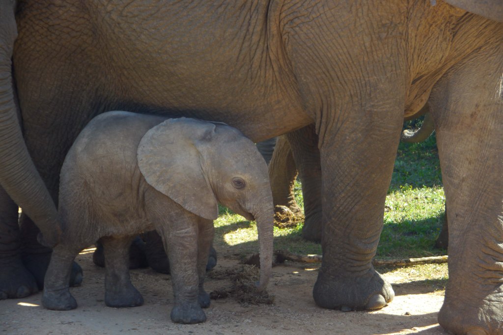 Day 42: Elephant cuteness and&nbsp;lions