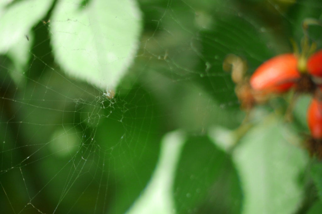 Wildlife Garden at the National History Museum,&nbsp;London
