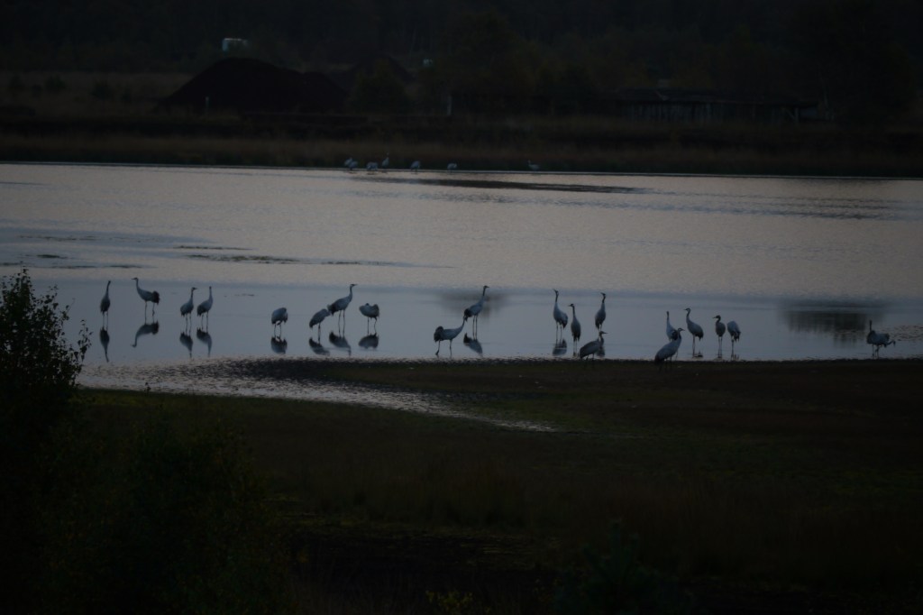 Vogelzug: Graukraniche im&nbsp;Teufelsmoor