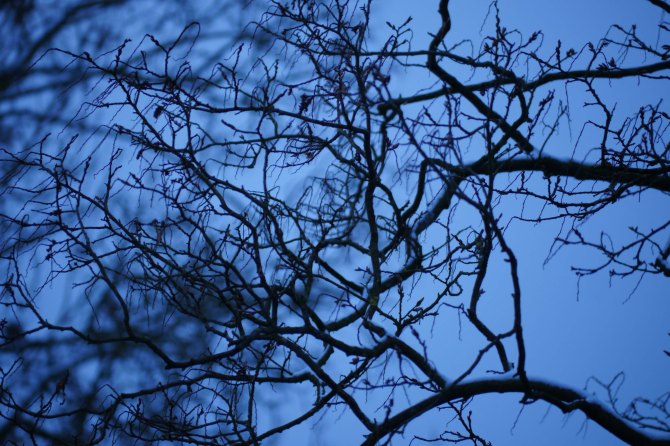 First snow on a tree