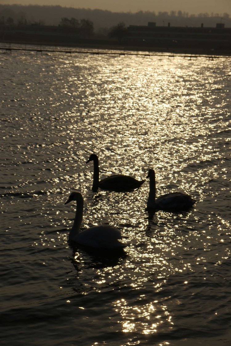 Swan Sea