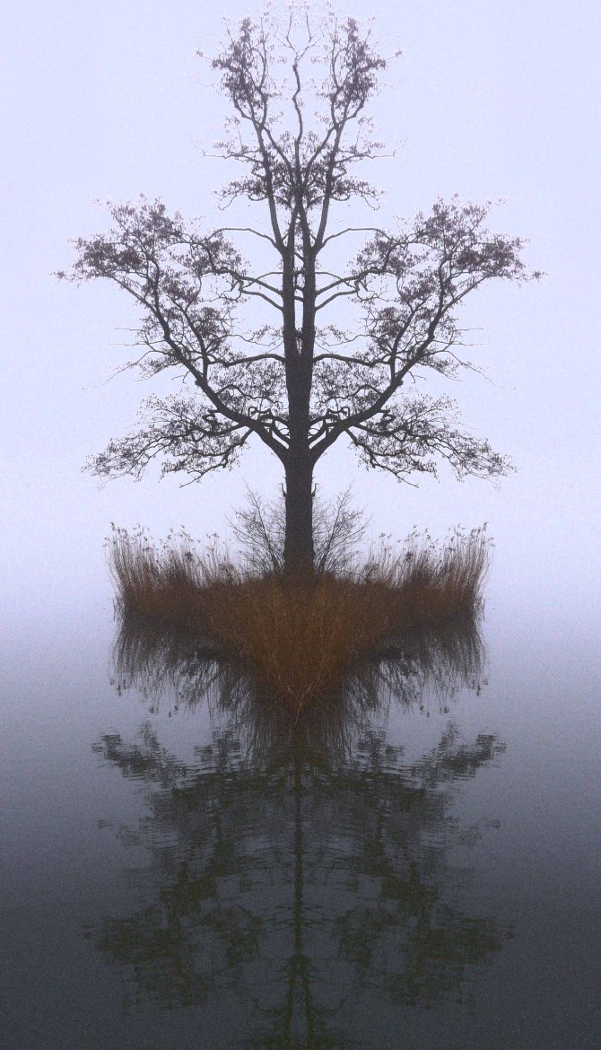 Mirror Tree_small
