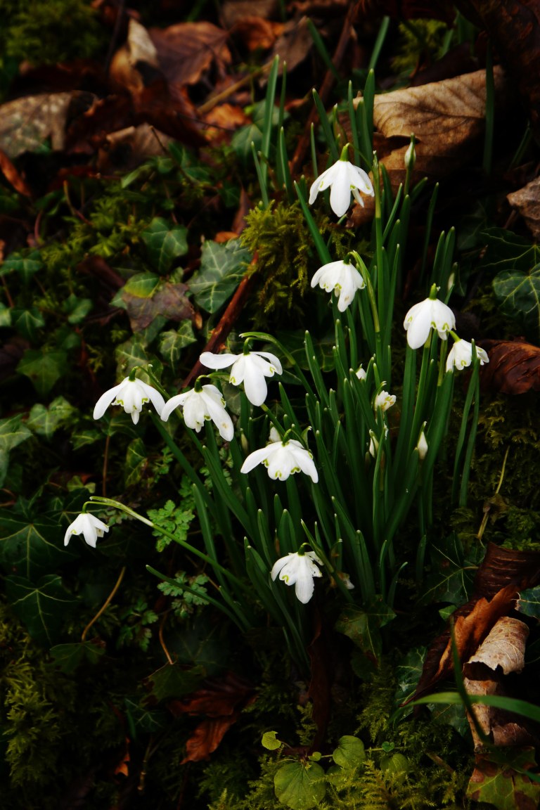 Snowdrops