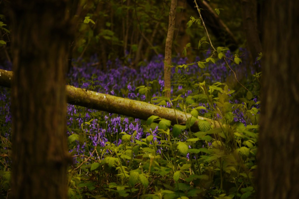 Bluebells, Woodlands near Sissinghurst&nbsp;Castle