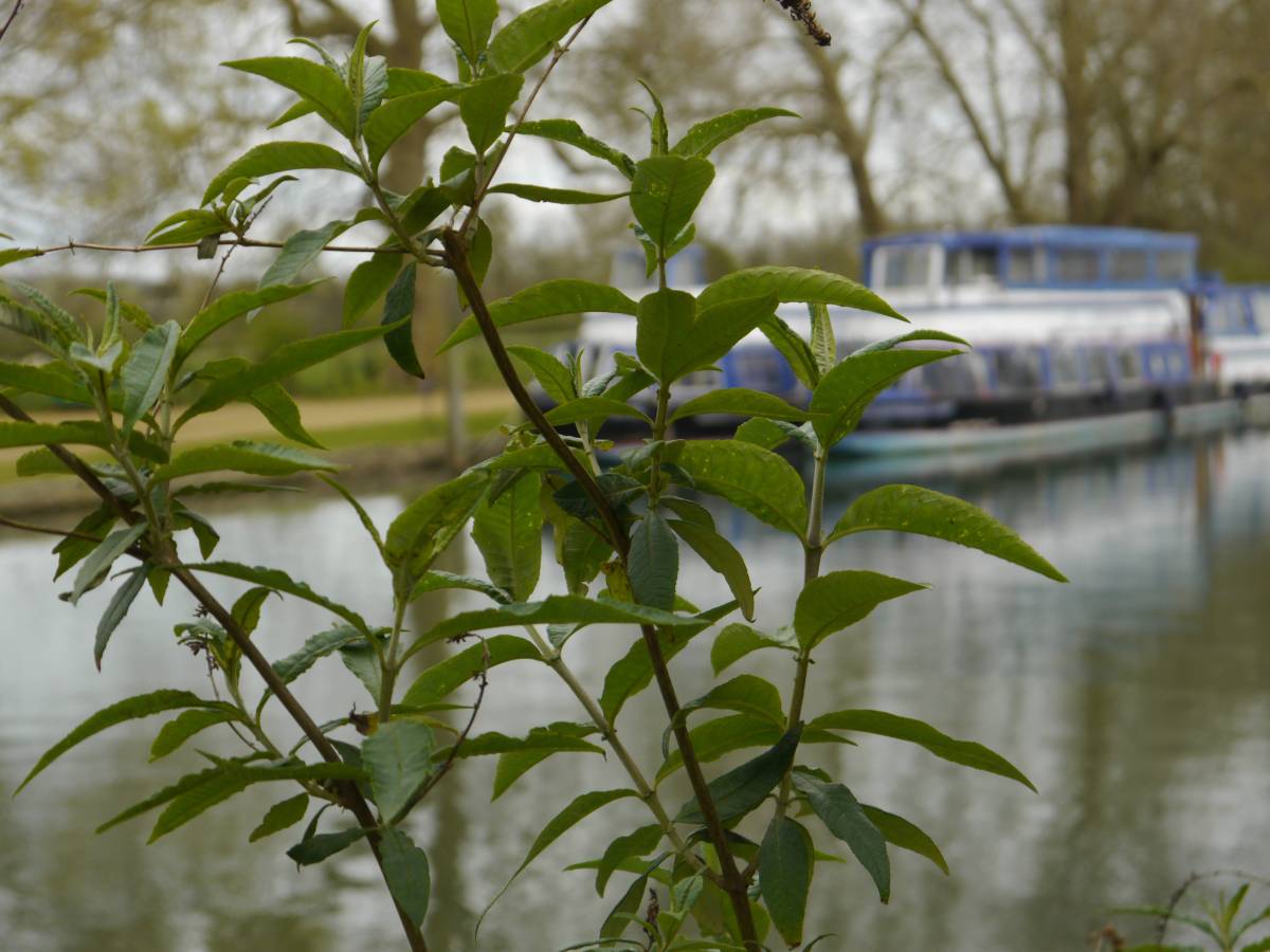 Riverwalk in Oxford,&nbsp;2022